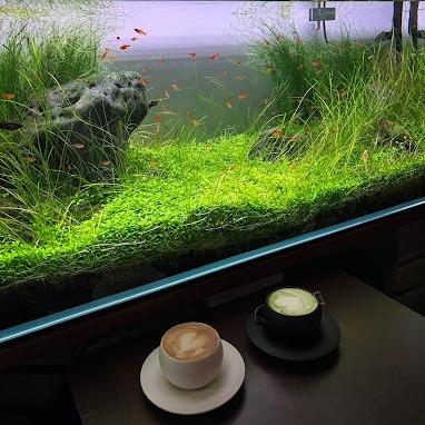 Mizuniwa Aquascape Cafe